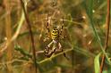 Argiope_bruennichi_P1489_Z_77_Les Gris_Frankrijk